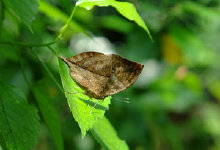 schmetterling0100127.jpg