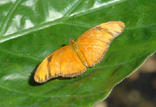 schmetterling0100128.jpg