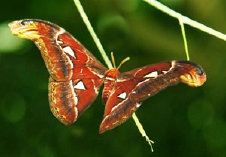 schmetterling0100129.jpg