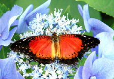 schmetterling0100130.jpg