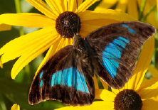 schmetterling0100131.jpg