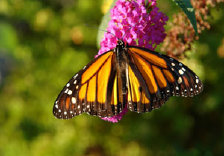 schmetterling0100132.jpg