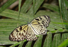 schmetterling010061.jpg