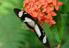 schmetterling010062.jpg