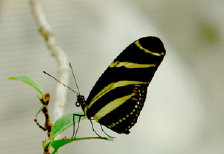 schmetterling010063.jpg