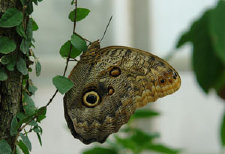 schmetterling010064.jpg