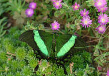 schmetterling010065.jpg