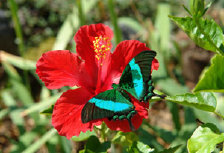 schmetterling010066.jpg