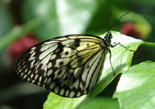 schmetterling010067.jpg