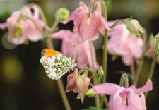 schmetterling010068.jpg