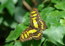 schmetterling010069.jpg