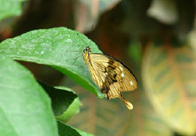 schmetterling010070.jpg