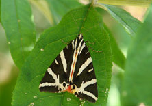 schmetterling010071.jpg
