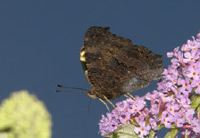 schmetterling010072.jpg