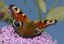 schmetterling010073.jpg