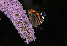 schmetterling010074.jpg