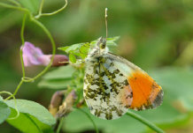 schmetterling010075.jpg