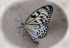 schmetterling010076.jpg
