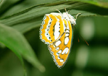 schmetterling010077.jpg