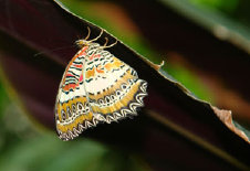 schmetterling010078.jpg