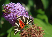 schmetterling010079.jpg