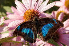 schmetterling010080.jpg