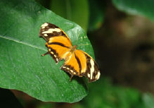 schmetterling010081.jpg