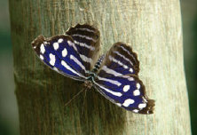 schmetterling010082.jpg