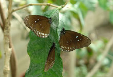 schmetterling010083.jpg