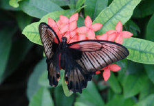 schmetterling010084.jpg