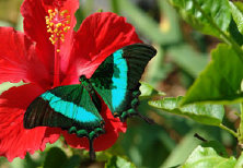 schmetterling010085.jpg