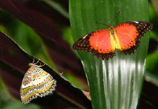 schmetterling010088.jpg