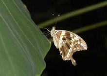 schmetterling010089.jpg