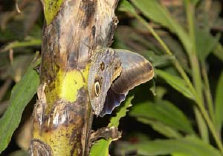 schmetterling010090.jpg