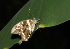 schmetterling010091.jpg