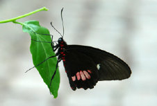 schmetterling010092.jpg