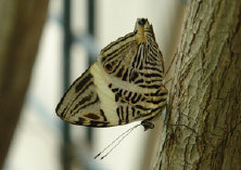 schmetterling010093.jpg