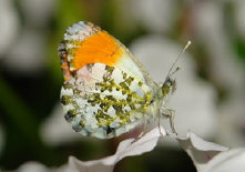 schmetterling010094.jpg