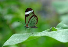 schmetterling010095.jpg