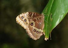 schmetterling010096.jpg
