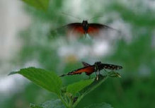 schmetterling010097.jpg