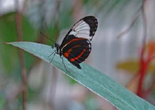 schmetterling010098.jpg