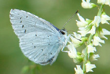schmetterling010099.jpg