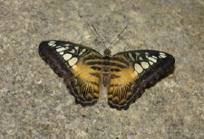 schmetterling0110100.jpg