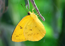 schmetterling0110101.jpg