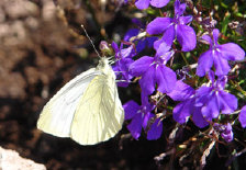 schmetterling0110102.jpg