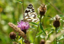 schmetterling0110104.jpg