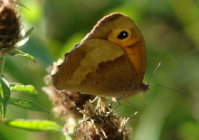 schmetterling0110105.jpg