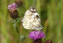 schmetterling0110106.jpg