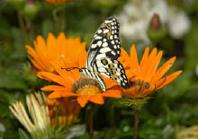 schmetterling0110107.jpg